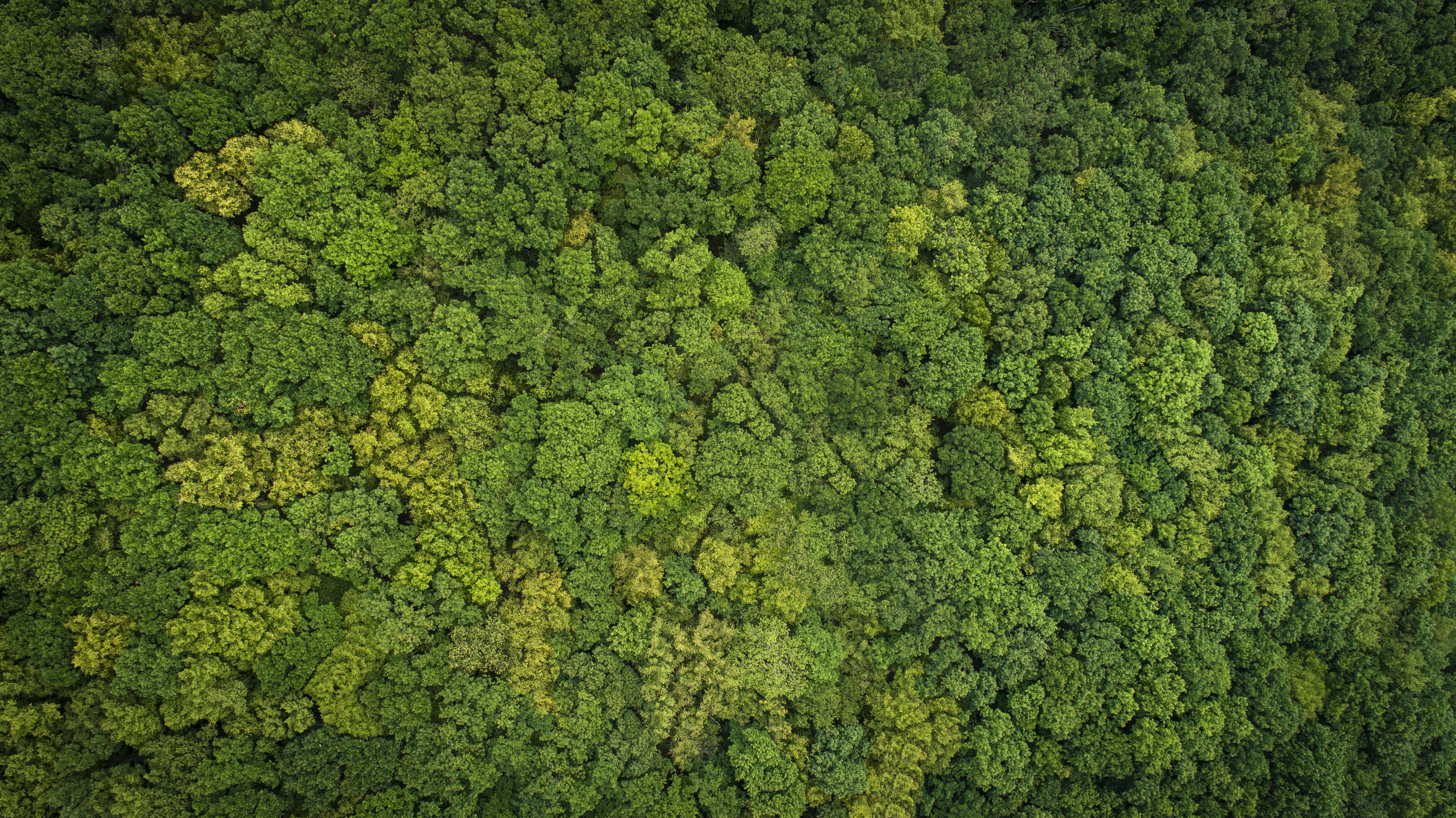 Forêt verte vue de haut